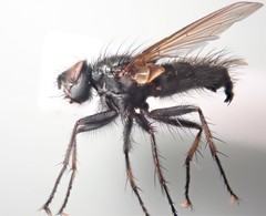 Macquartia dispar