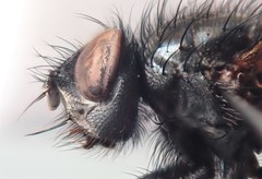 Macquartia dispar