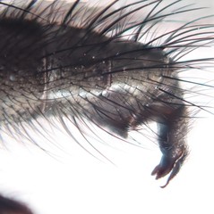 Macquartia dispar