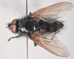 Macquartia dispar