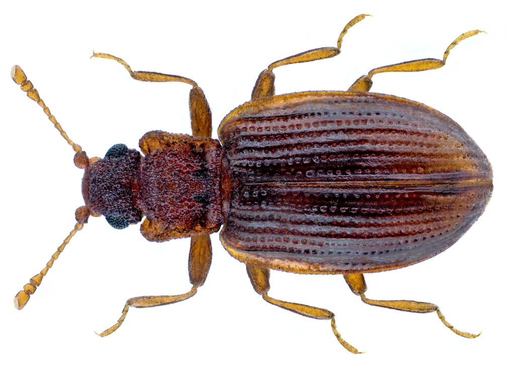 Latridius porcatus