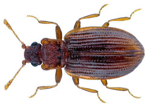 Latridius porcatus