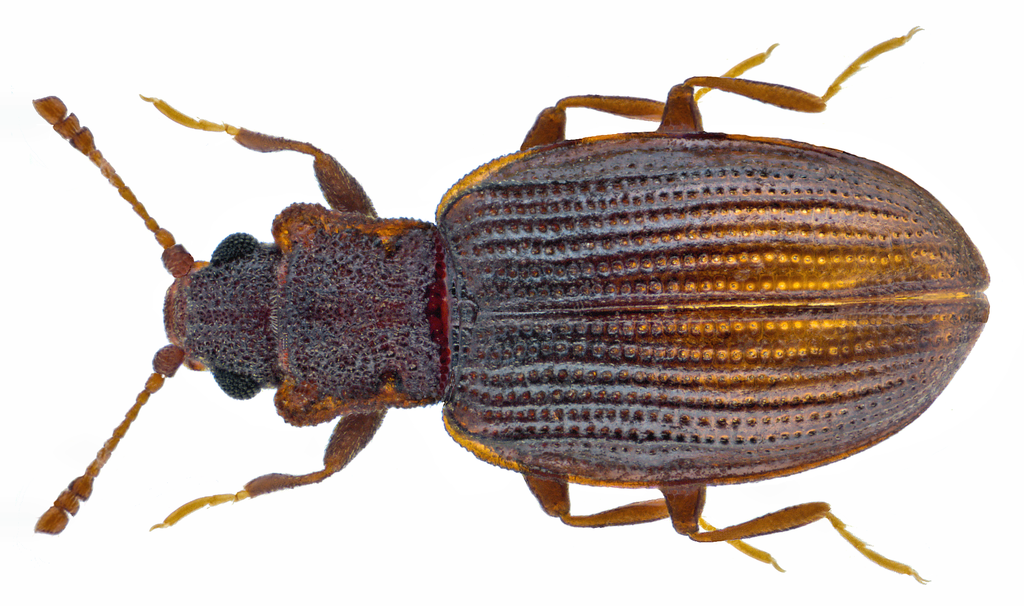 Square-nosed Fungus Beetle
