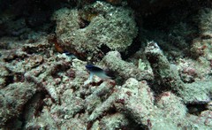 Chrysiptera rollandi