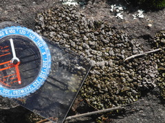 Dermatocarpon intestiniforme