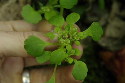 Chrysosplenium tosaense iNat (1)