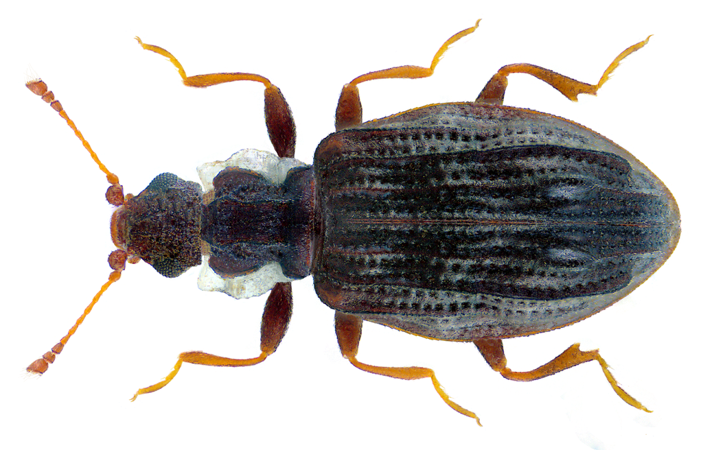 Minute brown scavenger beetle