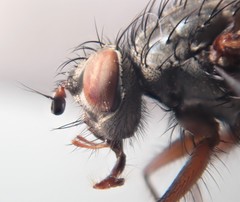 Macquartia dispar