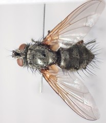 Macquartia dispar