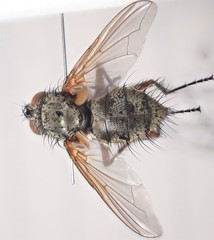Macquartia dispar