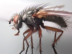 Macquartia dispar