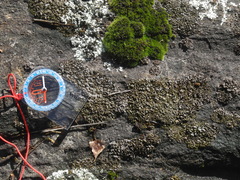 Dermatocarpon intestiniforme