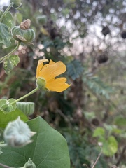 Abutilon indicum