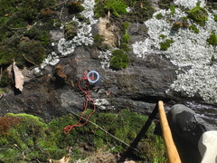 Dermatocarpon intestiniforme