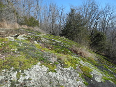 Dermatocarpon intestiniforme