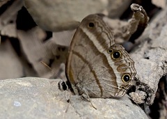 Cissia proba