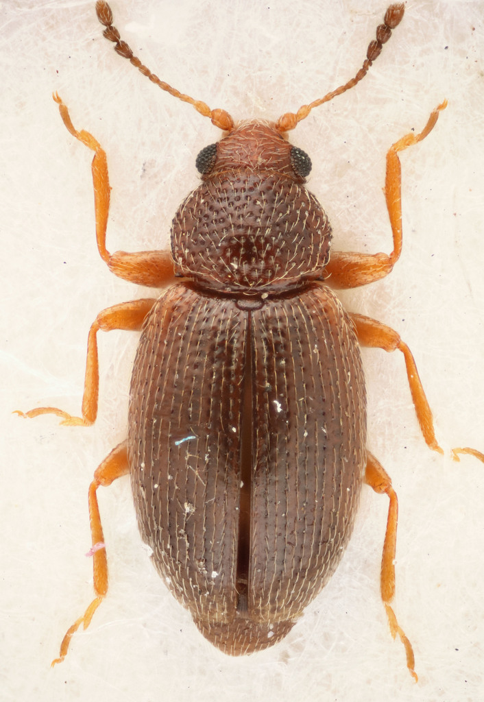 Corticarina baranowskii