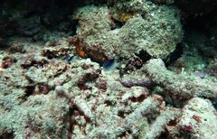 Chrysiptera rollandi