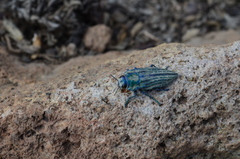 Ectinogonia speciosa