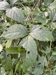 Cyphostemma paucidentatum