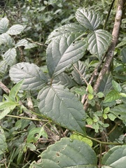 Cyphostemma paucidentatum