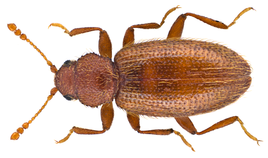 Corticaria fulva