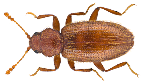 Corticaria fulva