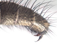 Macquartia grisea