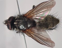 Macquartia grisea