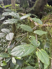 Cyphostemma paucidentatum