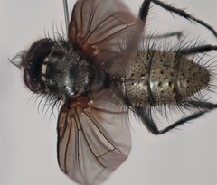 Macquartia grisea