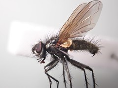 Macquartia grisea