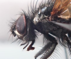 Macquartia grisea