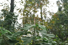 Acalypha angatensis