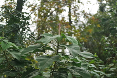 Acalypha angatensis