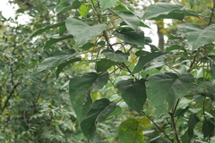 Acalypha angatensis