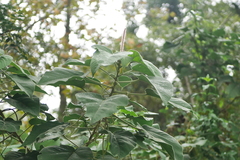 Acalypha angatensis