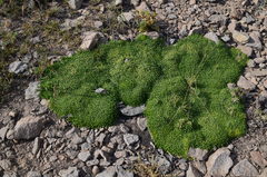 Azorella ruizii
