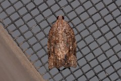 Meritastis ursina