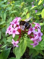 Amegilla quadrifasciata maderae