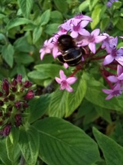 Amegilla quadrifasciata maderae