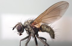 Macquartia grisea