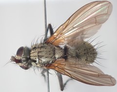 Macquartia grisea