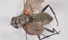 Macquartia grisea