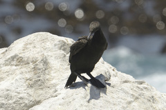 Phalacrocorax neglectus