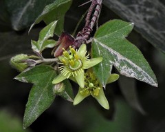 Passiflora suberosa litoralis