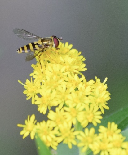 Yellow-legged Flower Fly photo 6