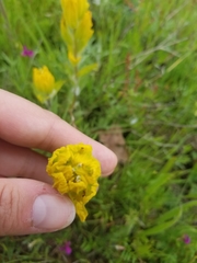 Castilleja levisecta