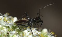 Sphedanolestes
