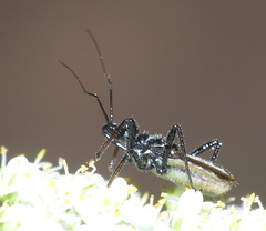 Sphedanolestes